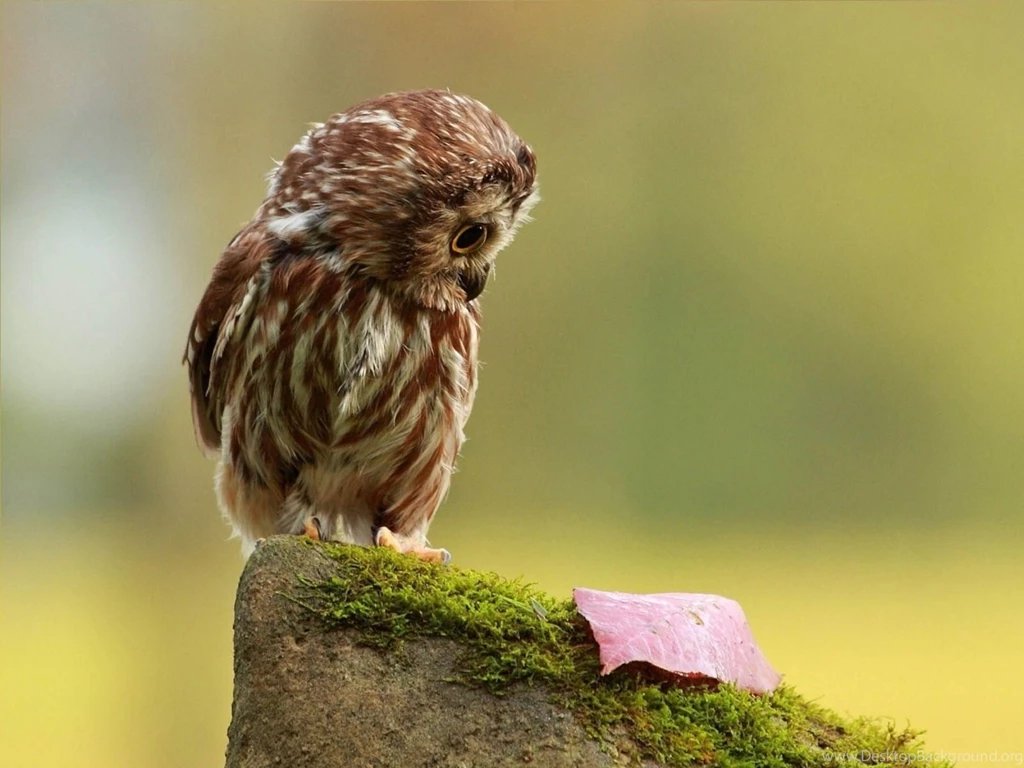 Wallpaper: Funny Owl