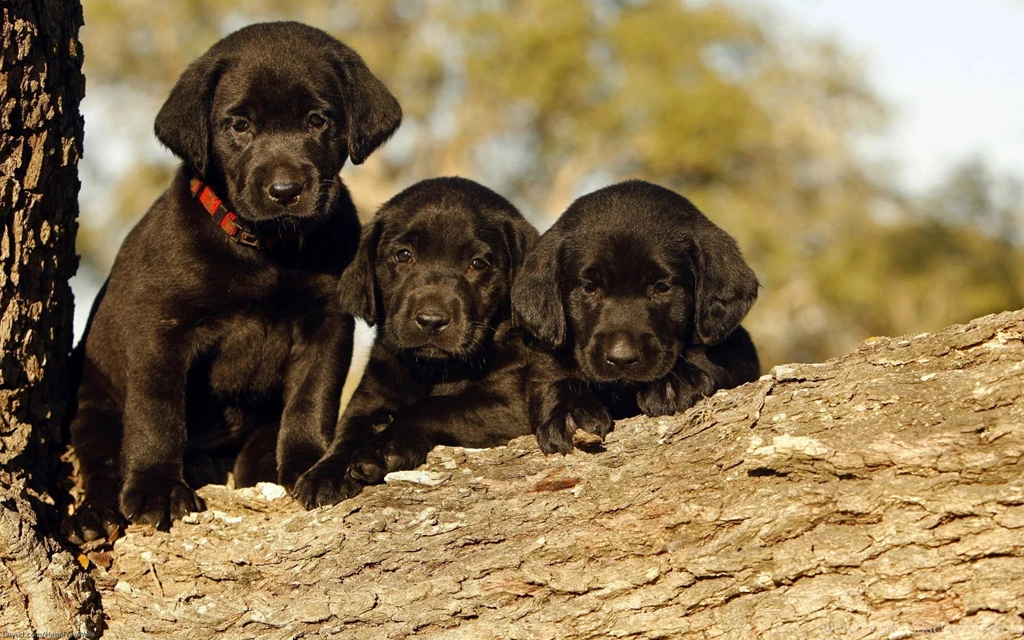 Black Labrador Puppy Hd Wallpapers 1920 1200 PowerballForLife