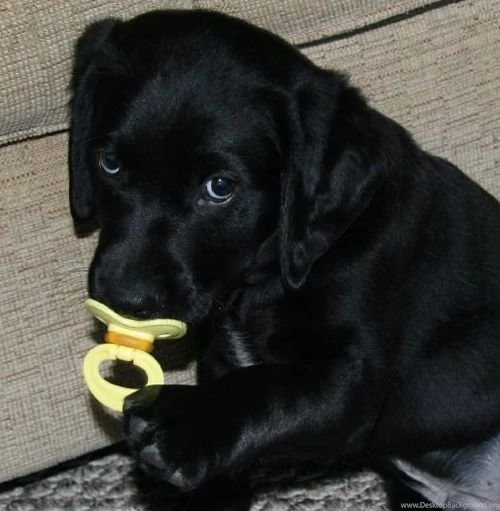 Black Lab Puppies   PowerballForLife