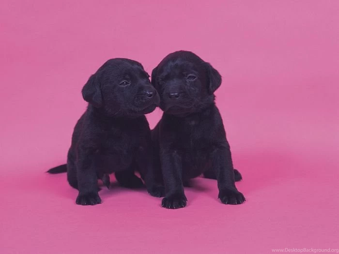 1600*1200 Two Black Labrador Puppies Cute Labrador Puppy Photos ...