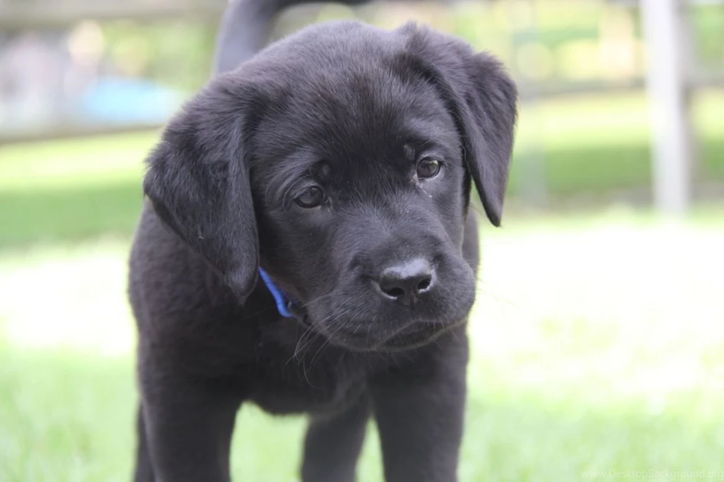 Concept Design Home: Cute Black Lab Puppy Pictures