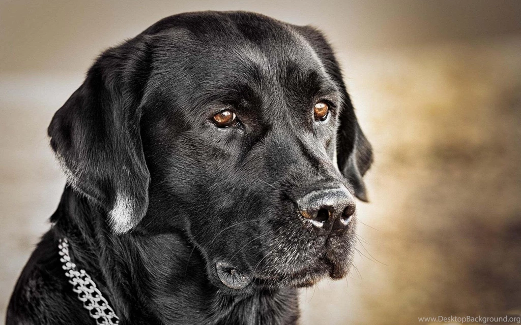 Black Labrador Retriever Wallpapers   (