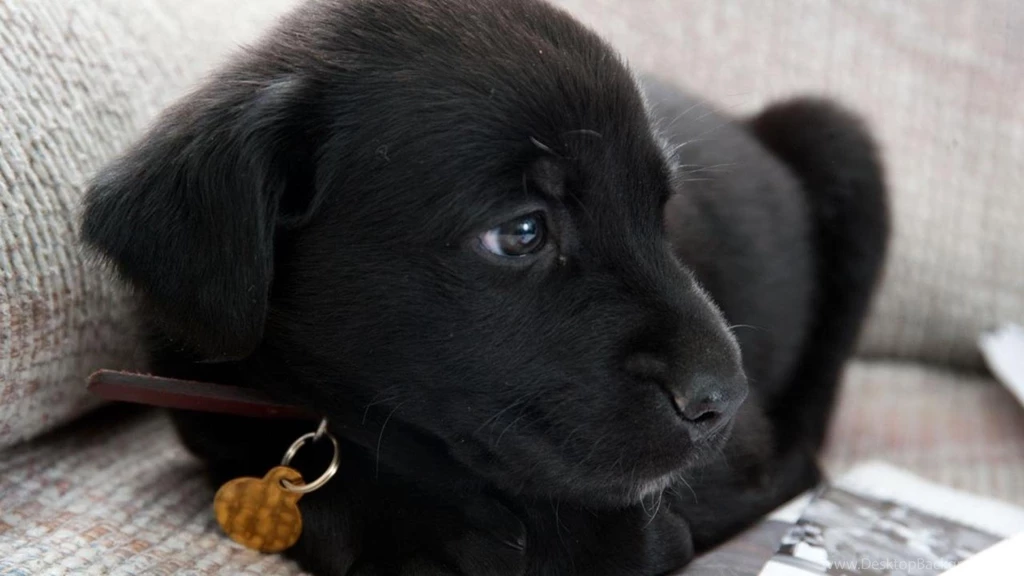 Black Labrador Puppy Wallpapers   765814