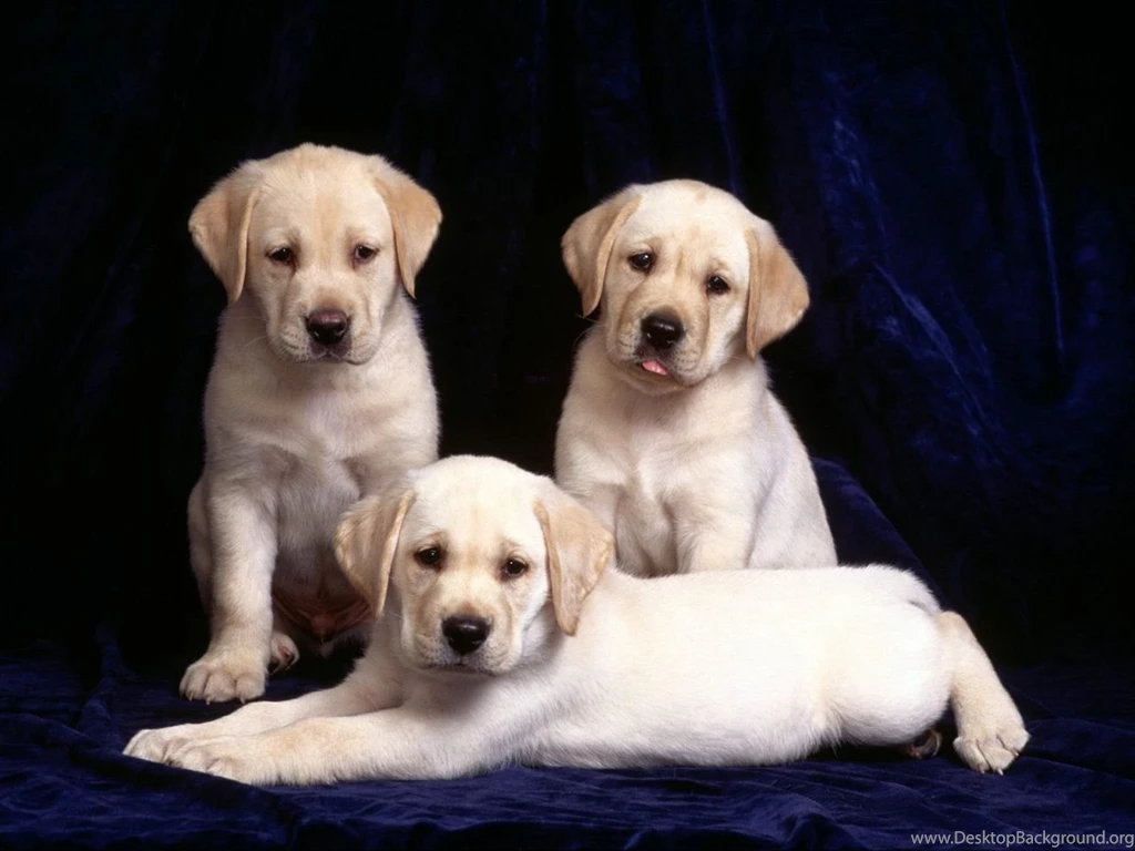 Adorable Lab Puppies Wallpapers Picture Gallery ImageFiesta Com ...