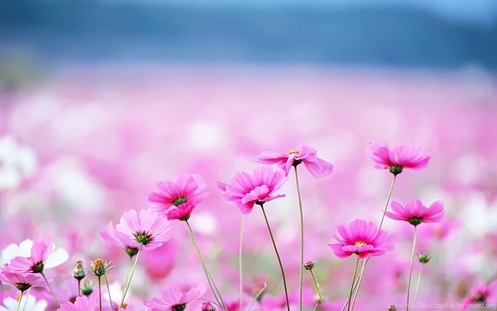 30+ Flower Backgrounds