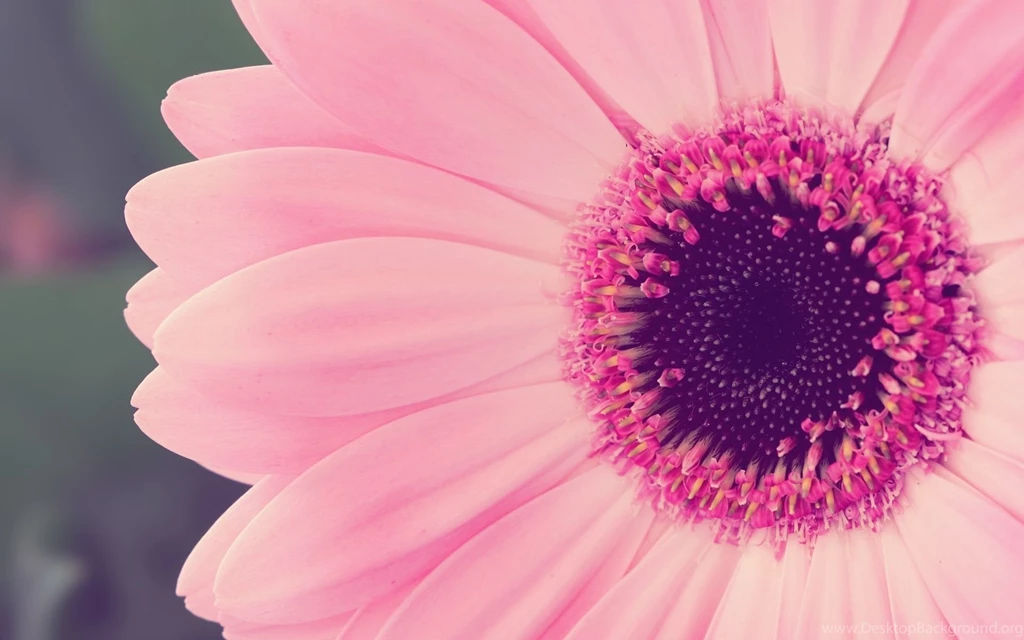 Pretty Pink Flowers Wallpapers
