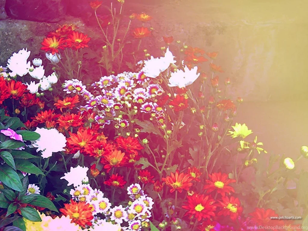 Pretty Flower Backgrounds
