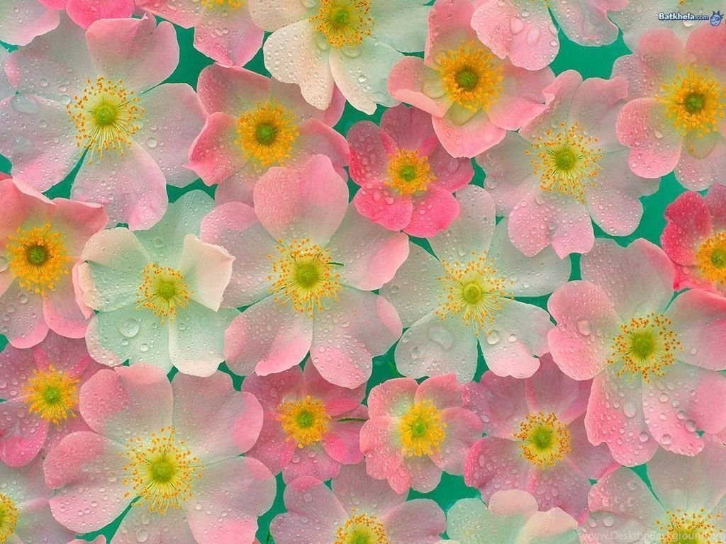 Top Pretty Flowers Images For Pinterest