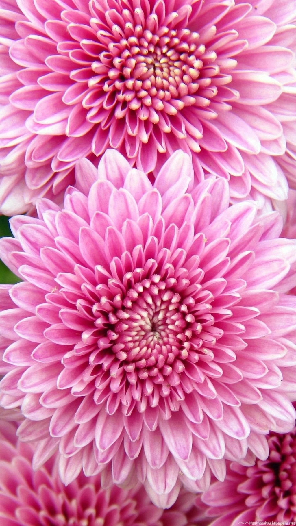 Beautiful Pretty Flowers iPhone 6 Wallpapers HD And 1080P 6 Plus ...