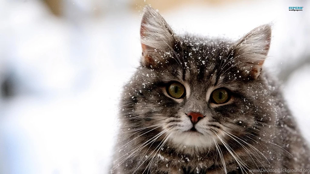 Cat Wallpapers Animal Wallpapers