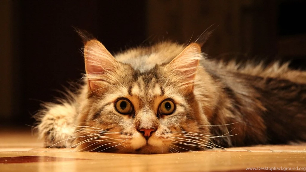 1920x1080 Cute Funny Cat Desktop PC And Mac Wallpapers