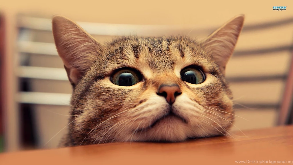 Cat Wallpapers Animal Wallpapers