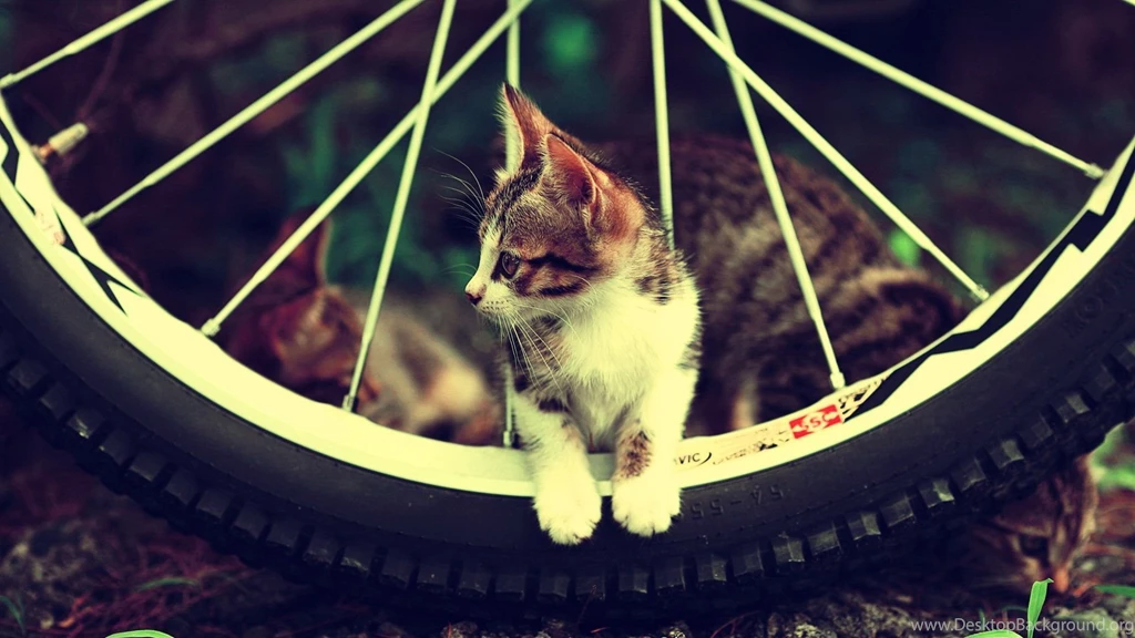 Cat Wallpapers 1920x1080 Wallpapers,other 1920x1080 Wallpapers ...
