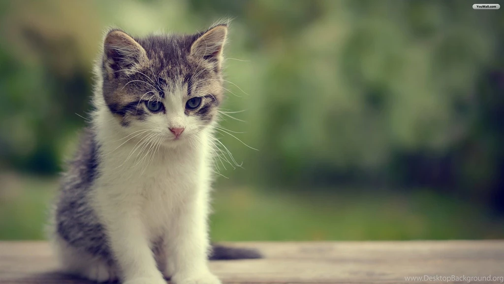 YouWall Beautiful Cat Wallpapers Wallpaper,wallpapers,free ...