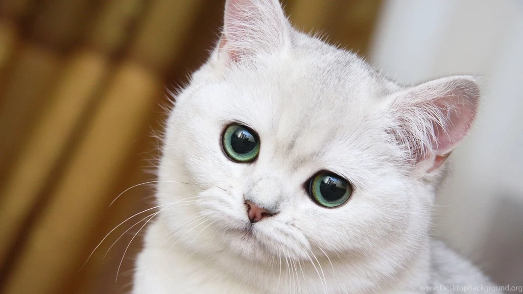 1920x1080 Cute White Cat Close up Desktop PC And Mac Wallpapers