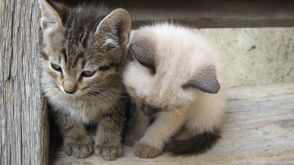 1920x1080 Cats Desktop PC And Mac Wallpapers