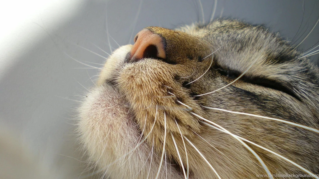 Download 1920x1080 Cat Is Smiling Wallpapers
