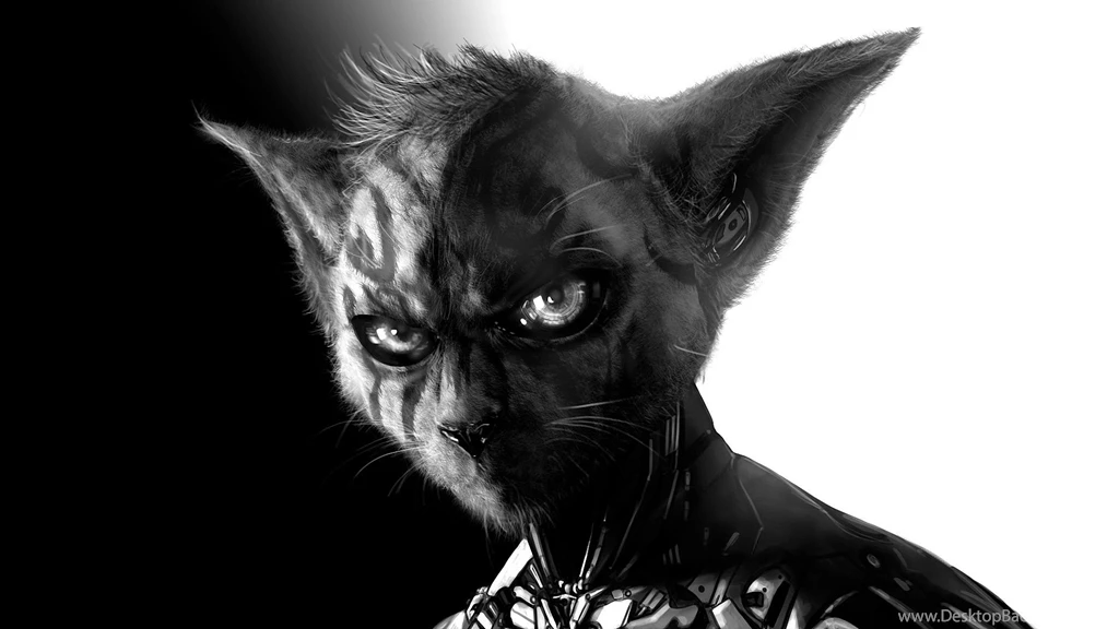 Top Space Cat 1920x1080 Wallpaper Images For Pinterest