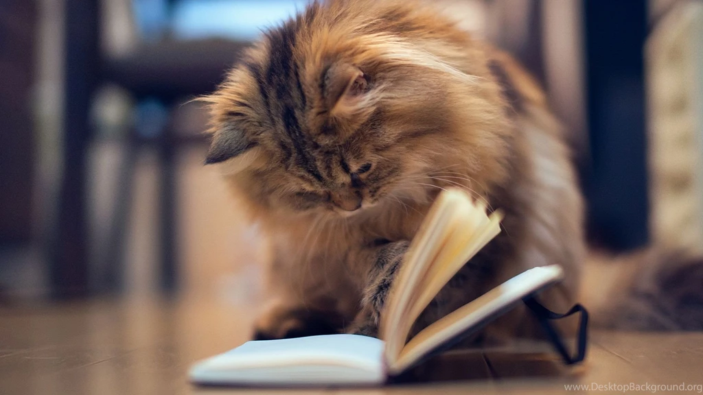 1920x1080 Cat Book Wallpapers
