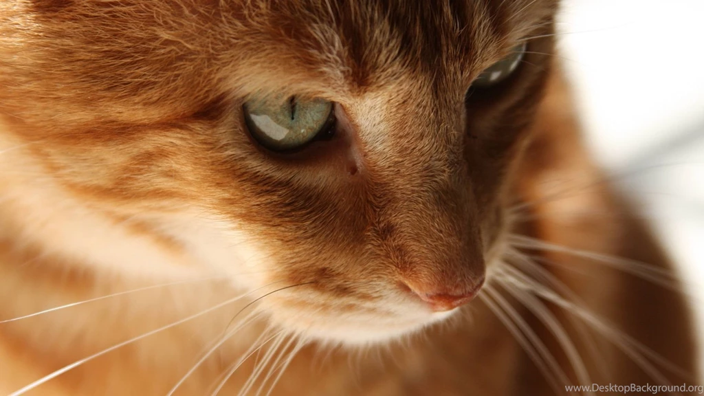 1920x1080 Orange Cat Wallpapers