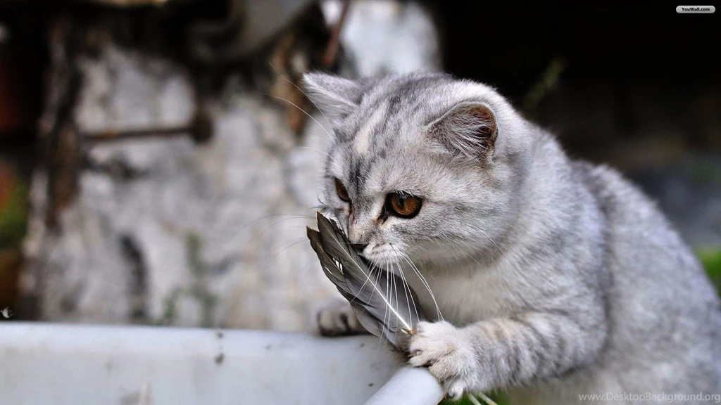Cute Gray Cat With Camera Wallpapers 1600x900 Px Free Download ...