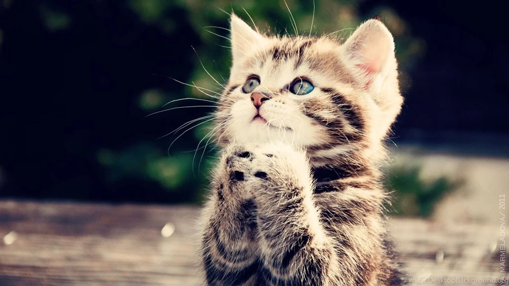 Cute Begging Kitten HD Wallpapers