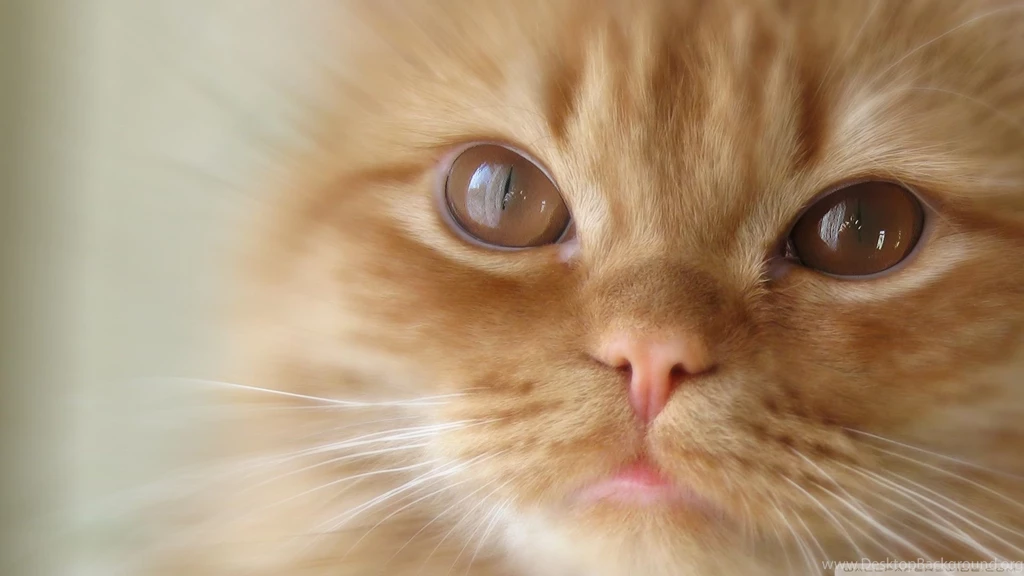 Cat Wallpapers Full HD [1920x1080]   Free Wallpapers Full Hd 1080p ...