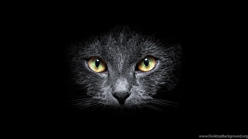 Black Cat Computer Wallpapers, Desktop Backgrounds