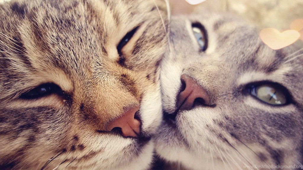 Cat Computer Wallpapers, Desktop Backgrounds