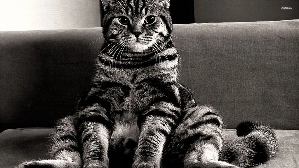 Monochromatic Cat Wallpapers Animal Wallpapers