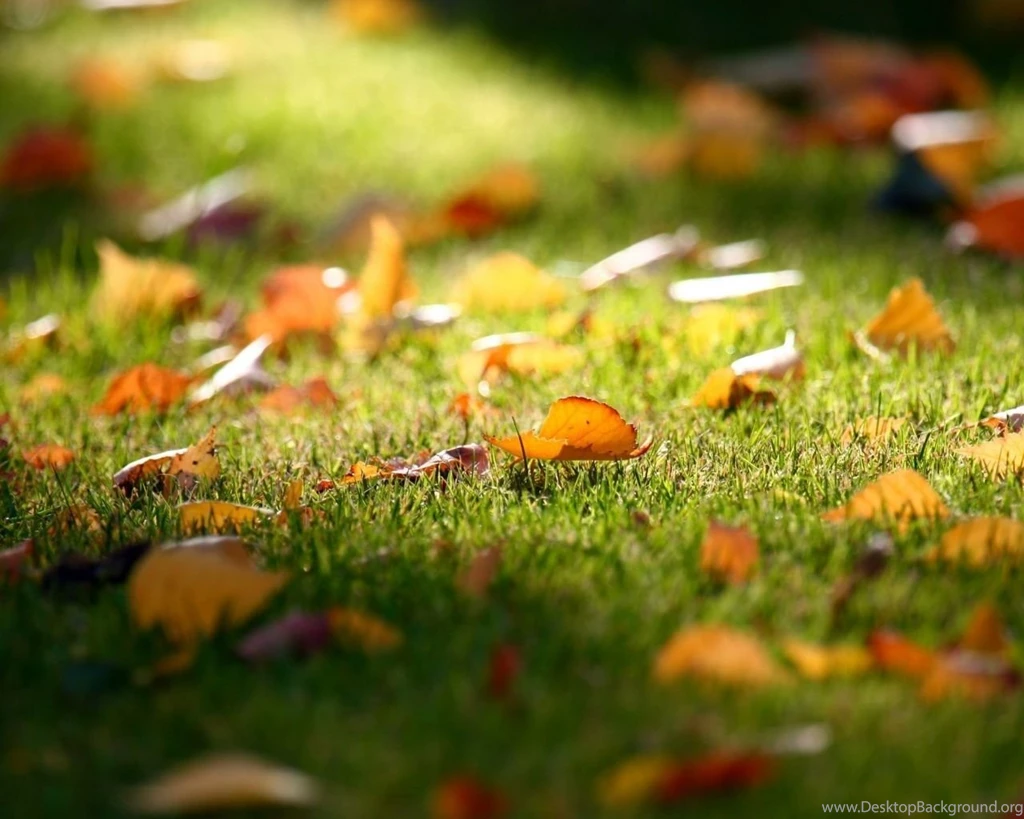 Carpet of leaves_wallpapers_24616_1280x1024.jpg