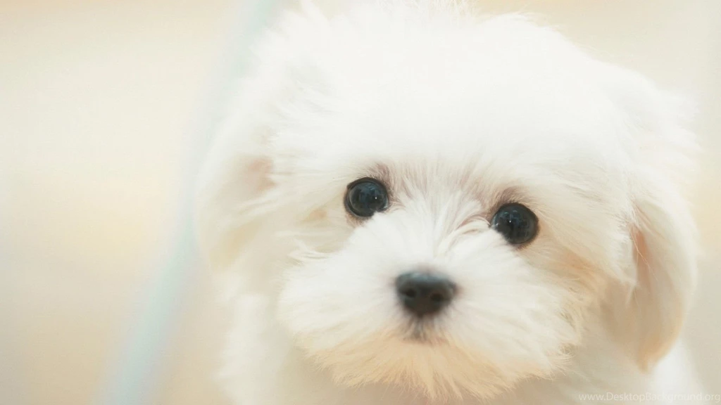 Puppy Wallpapers