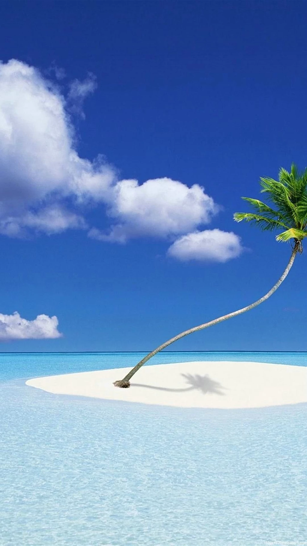 1080x1920 Palm Nature Wallpapers HD