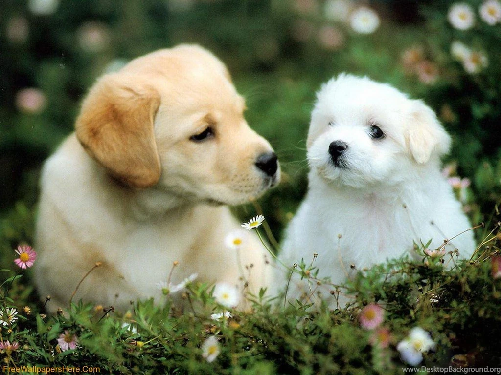 Wallpapers Gallery: Cute Puppies Wallpapers