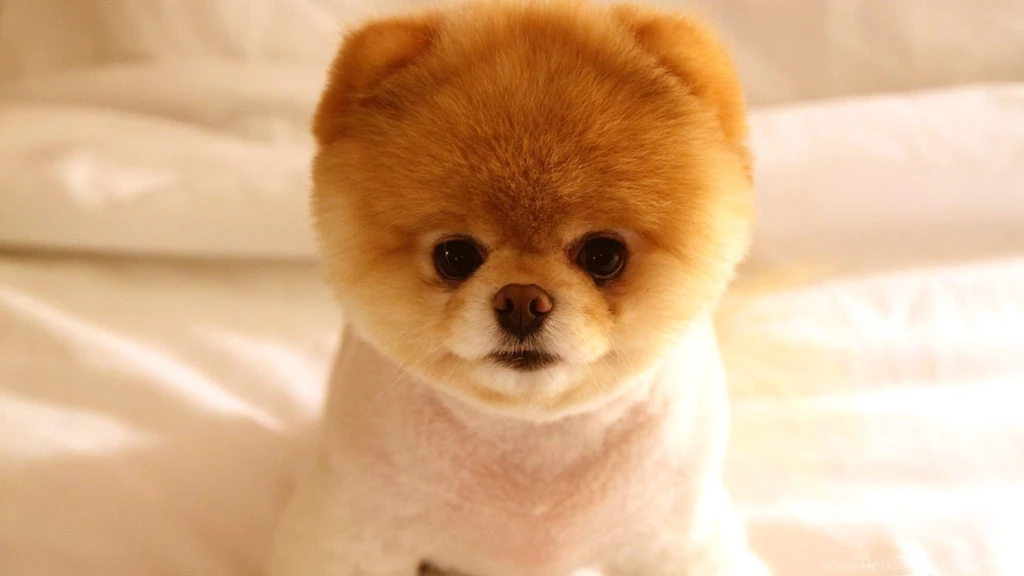 Cute Puppys Wallpapers Wide