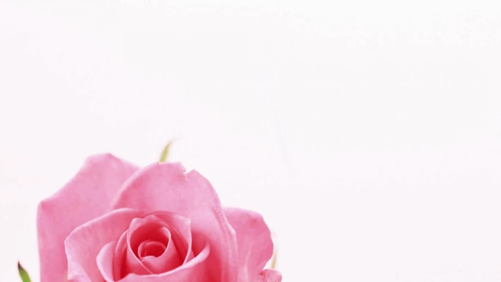 Iran Flowers Nature Roses White Backgrounds Wallpapers