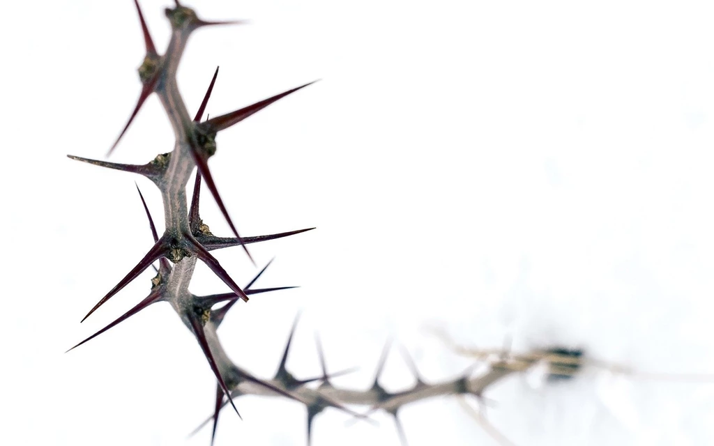 Thorn On A White Backgrounds Wallpapers And Images Wallpapers ...