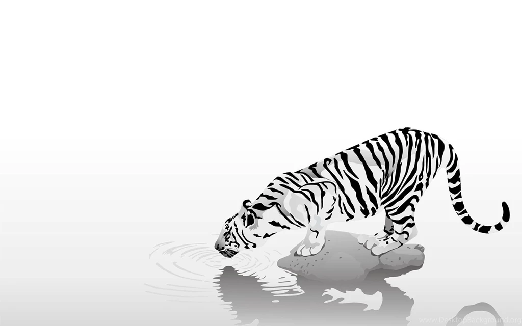 Tigers White Backgrounds Wallpapers (
