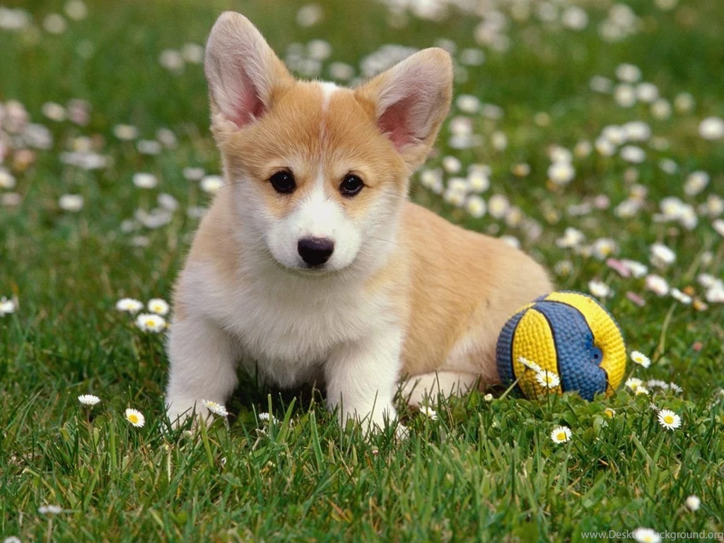 Lovely Puppy Corgi Wallpapers For Your Computer Desktop. Desktop ...