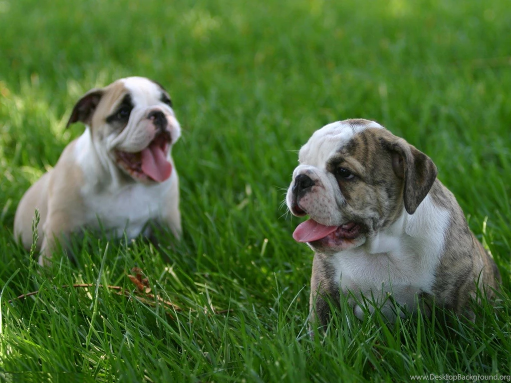 Bulldog Puppy HD Wallpapers