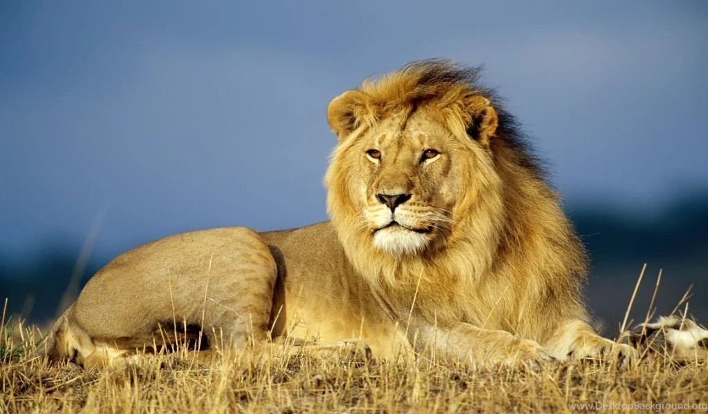 African Lion 1024 X 600 Wallpapers