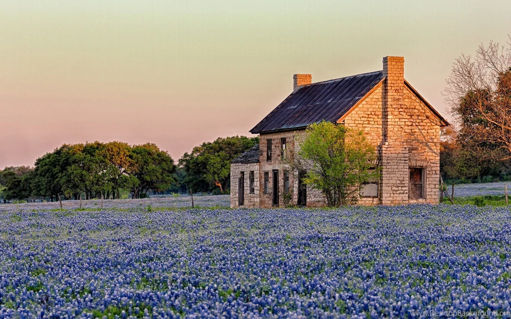 Texas Sunlight Blue Flowers Bluebonnet Hd Wallpaper Backgrounds ...