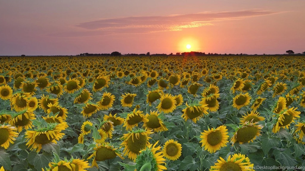 Sunset Texas Sunflowers Wallpapers