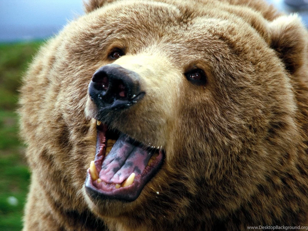 Desktop Wallpapers · Gallery · Animals · The Brown Bear   Large ...