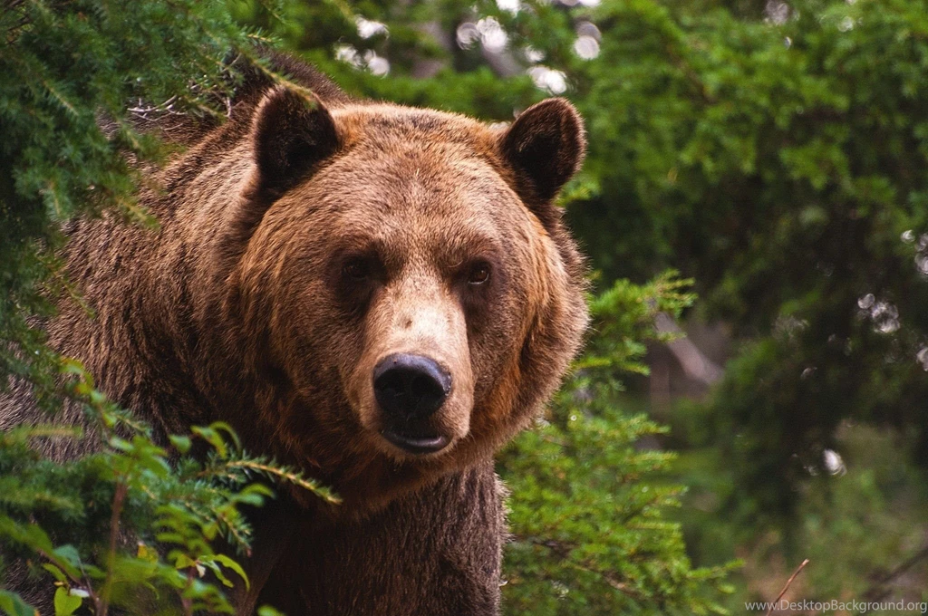 Grizzly Bear Desktop Backgrounds