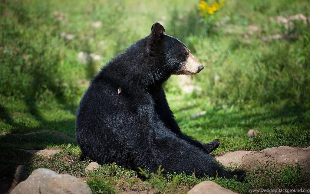 Bear Desktop Wallpapers , New Wallpapers, New Wallpapers