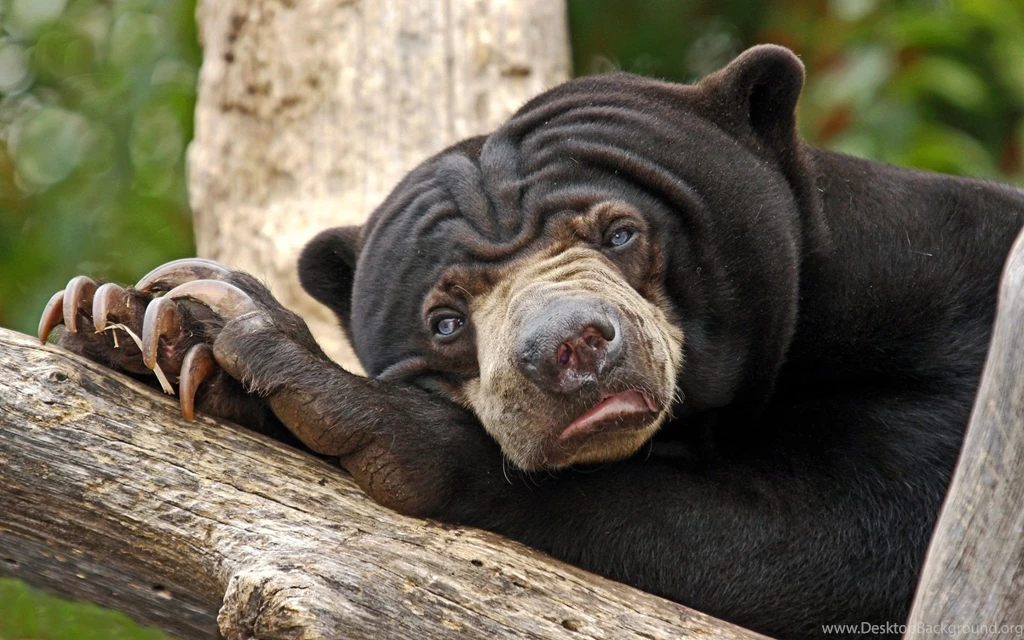 Funny Bear