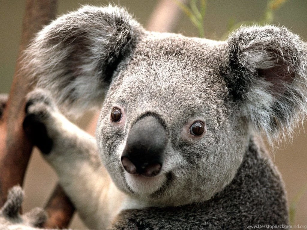 Koala Hd Wallpaper For Desktop Jpg Desktop Background Koala Hd Wallpaper For Desktop Jpg Desktop Background