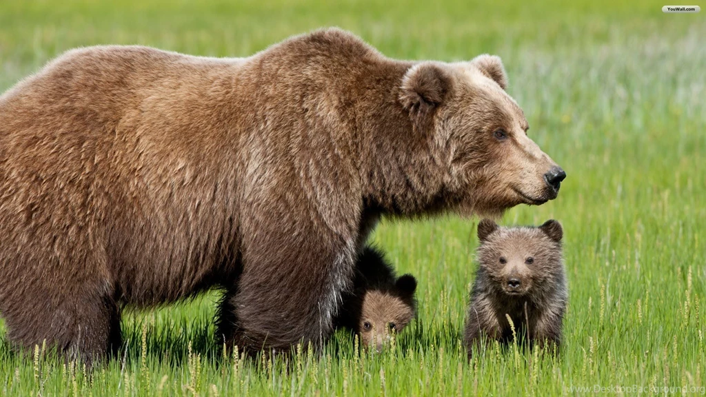 YouWall Bear Family Wallpapers Wallpaper,wallpapers,free ...