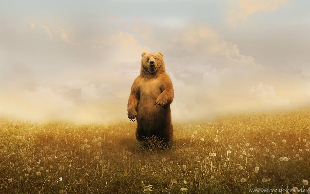 Bear On A Field Wallpapers 27092